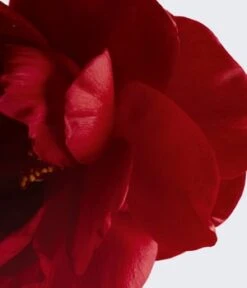 CHANEL N°1 De CHANEL REVITALISIERENDES SPRAY-SERUM GEGEN UMWELTSCHADSTOFFE - ERFRISCHT - VERLEIHT LEUCHTKRAFT -Pflegeprodukte Angebote chanel n 1 de chanel serum in mist gesichtsserum 50 ml 3145891407907 visual