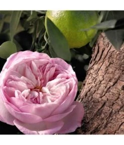 Chloé Signature Rose Naturelle Intense Eau De Parfum -Pflegeprodukte Angebote chloe null eau de parfum 30 ml 3616302038626 visual3