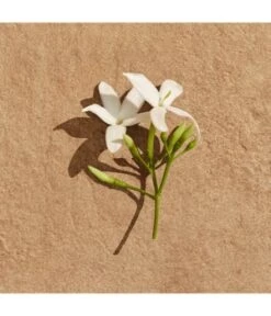 Lacoste Pour Femme Eau De Parfum -Pflegeprodukte Angebote lacoste pour femme eau de parfum 50 ml 737052949178 visual3