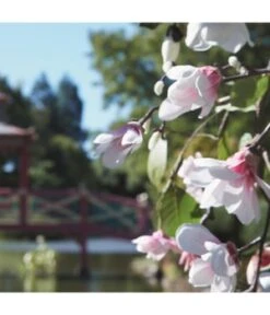 Maison Margiela Replica Springtime In A Park Eau De Toilette -Pflegeprodukte Angebote maison margiela replica springtime in a park eau de toilette 100 ml 3614272661264 detail