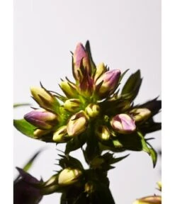 Rituals Private Collection Savage Garden Fragrance Sticks Raumduft -Pflegeprodukte Angebote rituals private collection savage garden fragrance sticks raumduft 450 ml 8719134135299 visual2