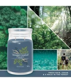 Yankee Candle Bayside Cedar Duftkerze -Pflegeprodukte Angebote yankee candle bayside cedar duftkerze 567 g 5038581129358 visual2